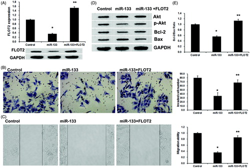 Figure 4. miR-133 inhibited lung adenocarcinoma metastasis via inactivation of Akt signaling by targeting FLOT2. (A) pcDNA/FLOT2 reversed the repression of miR-133 mimics on FLOT2 expression. (B) Transwell assays revealed the invasion ability of PC9 cell transfected with control, miR-133 or cotransfected with miR-133 and pcDNA-FLOT2. (C) In wound, migration assay revealed the migration ability of PC9 cell transfected with control, miR-133 or cotransfected with miR-133 and pcDNA-FLOT2. (D) Western blotting detection of the expression of pAkt, total Akt, Bcl-2 and Bax proteins in PC9 cell transfected with control, miR-133 or cotransfected with miR-133 and pcDNA-FLOT2. (E) The Bcl-2/Bax ratio assay. *p < .01 versus the control group. **p < .01 versus the miR-133 group.
