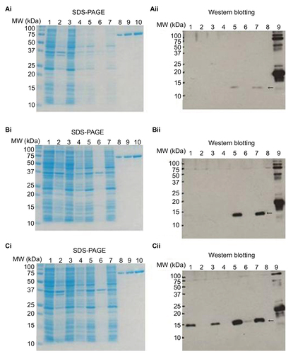 Figure 2 SDS-PAGE and Western blot analyses to facilitate detection of recombinant protein expression.