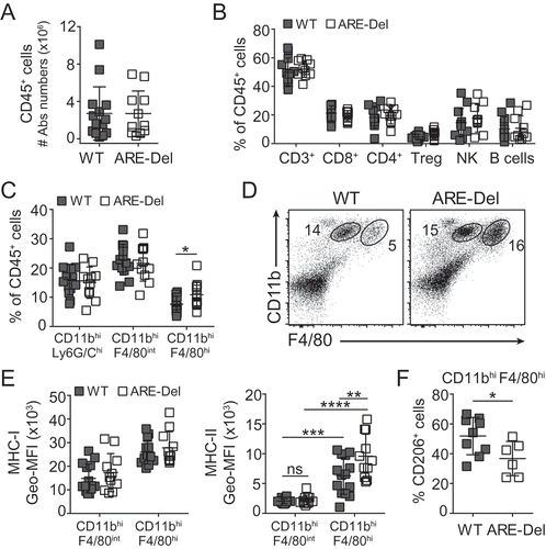 Figure 4. ARE-Del TIL therapy promotes the pro-inflammatory profile of tumor-associated macrophages. (A) Absolute numbers of live CD45+ infiltrates in tumors from mice that had received WT OT-I (grey) or ARE-Del OT-I (white) T cells. (B) Percentage of total CD3+ cells, CD3+CD8+OT-I− T cells (CD8+), CD3+CD4+FoxP3− T cells (CD4+), CD3+CD4+FoxP3+ regulatory T cells (Treg), CD3−NK1.1+ cells (NK), and CD3−CD19+ B cells of the CD45+ tumor-infiltrating population. (C-D) Percentage of CD11bhiLy6G/Chi, CD11bhiF4/80int, and CD11bhiF4/80hi cells of CD45+ population, and (D) representative dot plot of CD11bhiF4/80int and CD11bhiF4/80hi cells. (E) MHC-I (left) and MHC-II (right) expression levels on tumor-infiltrating CD11bhiF4/80int monocytes and CD11bhiF4/80hi macrophages. (F) CD206 expression on CD11bhiF4/80hi tumor-infiltrating macrophages. Data were pooled from 3 independently performed experiments ± SD. [(A-E) n = 12; (G) n = 6–9 mice/group; (C, F) Unpaired Student t-test; (E) One-way ANOVA with Tukey’s multiple comparison; ns = non-significant; *p < 0.05; **p < 0.005; ***p < 0.0005; ****p < 0.0001].