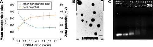 Figure 1 The characterizations of nanoparticles.Notes: (A) Effect of the weight ratio of CS to HA on the particle size and zeta potential of HA/CS nanoparticles (n=3). (B) TEM images of HA/CS nanoparticles, bar =200 nm. (C) Gel retardation analysis of HA/CS/miR-21 nanoparticles; lane 1, naked miR-21; lanes 2–6, HA/CS/miR-21 nanoparticles prepared at N/P ratios of 1:1, 5:1, 10:1, 15:1, and 20:1.Abbreviations: CS, chitosan; HA, hyaluronic acid; TEM, transmission electron microscopy; miR-21, microRNA-21.