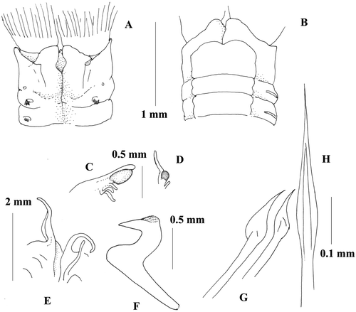 Figure 2 Megalomma lanigera Holotype T‐ZMB 138 (Sabella lanigera): A, anterior end, dorsal view; B, anterior end, ventral view; C, eyes from the dorsalmost radiole; D, eye from another radiole; E, dorsal lip; F, thoracic uncinus; G, companion chaetae; H, inferior thoracic notochaeta.