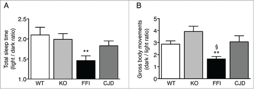 FIGURE 4. Circadian organization of sleep and motor activity is lost in Tg(FFI) but not Tg(CJD) mice. (A) Ratio of the total amounts of time animals spent asleep (NREM + REM) during the phases of the light-dark cycle. (B) Ratio of the gross body movements made by the animals during the phases of the light-dark cycle. Data were from 8 non-Tg/Prnp+/+ (WT), 10 non-Tg/Prnp0/0 (KO), 9 Tg(FFI)/Prnp0/0 (FFI), and 9 Tg(CJD)/Prnp0/0 (CJD), as described.Citation7 Data are the mean ± SEM. **p < 0.001 vs. WT and KO in A, and vs. KO in B; §p < 0.05 vs. WT in B; by one-way ANOVA, followed by post-hoc Fisher's least significant difference (LSD) test.