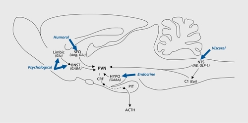 Figure 2. Depiction of the major brain regions and neurotransmitter groups that supply afferent innervation to the medial parvocellular zone of the paraventricular nucleus (PVN). Cell groups of the nucleus of the solitary tract (NTS) and ventral medulla (C1) relay visceral information to the PVN though noradrenergic (NE), adrenergic (Epi), and glucagon-like peptide 1(GLP-1) containing neurons. Hypothalamic nuclei (HYPO) encode information from endocrine systems and send mainly γ-aminobutyric acid (GABA)-ergic (GABA) projections to the PVN. Cell groups of the lamina terminalis relay information concerning the osmotic composition of blood to the PVN through glutamatergic (Glu) and angiotensinergic (Ang) neurons. Limbic structures including the hippocampus, prefrontal cortex, and the amygdala contribute to the regulation of PVN neurons through intermediary neurons of the bed nucleus of the stria terminalis (BNST). PIT, pituitary. Adapted from reference 20: Sawchenko PE, Imaki T, Potter E, Kovacs K, Imaki J, Vale W. The functional neuroanatomy of corticotropin-releasing factor. Gba Found Symp. 1993;172:5-21; discussion 21-29. Copyright © John Wiley and Sons 1993.