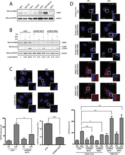 Figure 3. The IKBKE human oncogene induces autophagy in MDA-MB-231 breast cancer cells. (a) Endogenous IKBKE protein levels were tested in indicated cell lines, by WB analysis. (b) Autophagic flux was evaluated in MDA-MB-231 breast cancer cells, upon downregulation of endogenous IKBKE protein levels by transfection of appropriate siRNA (scrambled siRNA as negative controls, and 2 unrelated specific siRNA against human IKBKE, #679 and #680). Where indicated, samples were treated with 400 nM BAF or with starvation medium (STV) for 5 h. Densitometric analysis of LC3B-II levels, normalized by the corresponding MAPK1 levels, is also shown. Results from one experiment, representative of 3 independent experiments (n = 3) are shown. (c) Autophagic flux was evaluated in MDA-MB-231 breast cancer cells by confocal microscopy analysis of MDA-MB-231 breast cancer cells, upon downregulation of endogenous IKBKE protein levels by transfection of appropriate siRNA (scrambled siRNA as negative controls, and unrelated specific siRNA against human IKBKE, #679). Where indicated, samples were treated with 400 nM BAF for 24 h. In these representative images, SQSTM1 is visualized in green and DAPI-stained nuclei in blue. SQSTM1-positive dots were counted using a specific protocol by volocity software (see graph in the lower panel). Scale bars: 25 μm. Results from one experiment, representative of 3 independent experiments (n = 3) are shown. (d) Autophagic flux was evaluated in in MDA-MB-231 cells transfected with Scr siRNA and siRNA specific for IKBKE, Followed by rescue with IKBKE (WT) overexpression. Where indicated, 4 h treatment with 400 nM BAF was performed. In these representative images, LC3B is visualized in green, IKBKE (WT) in red, and DAPI-stained nuclei in blue. LC3B-positive dots were counted using a specific protocol by volocity software (see graph in the lower panel). Scale bars: 25 μm. Results from one experiment, representative of 3 independent experiments (n = 3) are shown.