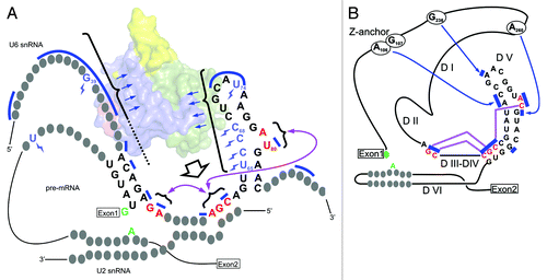 Figure 2. Comparative view of secondary structures of the RNA-RNA network of the Bact spliceosomes and group II introns according to Madhani and GuthrieCitation16 and Keating et al.,Citation15 respectively. (A) The U2/U6/pre-mRNA nucleotides important for formation of the catalytic center and for catalysis, as well as the ones contacted by Cwc2, are shown.Citation17 Nucleotides crosslinked to Cwc2 are marked by blue “lightning” symbols. Bases protected from chemical modification in the presence of Cwc2 are indicated by blue bars. The last two bases of the ACAGAGA box, the catalytic triad and the bulge (from left to right in the diagram) are shown in red. The blue arrows suggest RNA interactions with the Cwc2 molecule (represented as a surface in the background and color-coded as in Fig. 3C). The broad arrow indicates how Cwc2 might induce tertiary interactions among the catalytic elements (purple arrows). The catalytic reactants of the first step of splicing (5′SS and BPS adenosine) are shown in green. (B) Group II introns: the functional equivalents of the spliceosomal elements are depicted and color-coded as in A. Bases involved in tertiary interactions are indicated by blue bars. Tertiary interactions between domains I and V are indicated by blue arrows, while the ones between the catalytic regions J2/3, the triad and the bulge (from left to right) are shown in red. (Adapted, with modifications, from Keating et al.)Citation15
