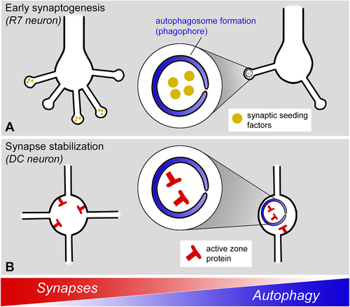 Figure 1. Regulation of synapse formation through two different mechanisms in two neuron types in Drosophila. (A) In fly photoreceptor neurons, autophagosome formation is selectively triggered at the tips of synaptogenic filopodia to regulate synapse numbers and partnerships. (B) In fly dorsal cluster neurons, autophagy is actively suppressed to stabilize synapses and branch formation.