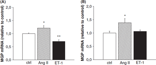 Figure 5. The effect of angiotensin II (Ang II) and endothelin-1 (Et-1) on matrix Gla protein (MGP) gene expression in cultured neonatal rat ventricular (A) myocytes and (B) fibroblasts. Results are expressed as a ratio of MGP mRNA to 18S mRNA as determined by Northern blot analysis (n=3-9). Results are mean±SEM, from two to three independent cultures. *p<0.05, **p<0.01 vs control (one-way analysis of variance for multiple comparisons).