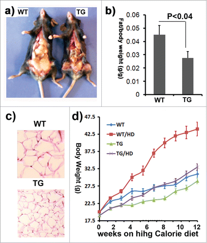 Figure 3. The impact of ClipR-59 expression on adipose growth. (a) The appearance of male control (WT) and ClipR-59 transgenic (TG) mice. (b) The ratio of epididymal pad mass and bodyweight. The bar graph shows means ± STDV, n = 6. P < 0.04. (c) H&E staining of white adipose tissues of wildtype and ClipR-59 transgenic mice shows reduced adipocyte size in ClipR-59 transgenic mice. Only representative tissues were presented. (d) ClipR-59 transgenic mice on high calorie diet. ClipR-59 adipose transgenic (TG) and wildtype male mice (6 per group) at age of 4 weeks were feed with regular chow or high calorie diet (HD) were feed for 12 weeks. The bodyweights were measured for every 7-10 days. The bar graph shows means ± STDV, n = 6.