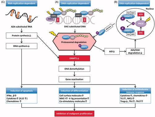 Figure 3. Mechanisms of action of AZA and DAC. (A) DAC is incorporated into DNA as a substitute for cytosine. This results in covalent trapping and depletion of DNMT1 (and AID), as well as in loss of DNA methylation marks. This eventually results in DNA demethylation and (re-)activation of gene expression. Depending on which genes are re-induced, this may lead to: (i) induction of apoptosis, (ii) induction of differentiation, and/or (iii) induction of an effective host anti-leukemia immune response, all of which ultimately result in inhibition of malignant proliferation. (B) DNMT1 is localized in the nucleus when NLS and BAH are present. HMAs induce hyperphosphorylation of DNMT1 via PKCδ. Phosphorylated DNMT1 is then targeted to the ubiquitination machinery, a process which requires KEN-Box. This leads to proteasomal degradation of both DNMT1 and AID. Lower levels of AID result in elevated levels of AZA/DAC, which can then further reduce DNMT1 levels via all the mechanisms described in this figure. (C) About 80–90% of AZA is incorporated into RNA resulting in mRNA and protein metabolism disruption, both of which ultimately inhibit malignant proliferation.The yellow lightning flashes denote molecules that are being evaluated as therapeutic targets in MDS/AML.Abbreviations: AID, activation induced cytidine deaminase; AML, acute myeloid leukemia; AZA, 5-azacitidine; BAH, bromo-adjacent homology; DAC, 5-aza-2′-deoxycytidine; DNMT1, DNA methyltransferase 1; HDAC1, histone deacatylase 1; HMAs, hypomethylating agents; IFNα, interferon alpha; IL15, interleukin 15; MDS, myelodysplastic syndrome; MHC, major histocompatibility complex; NKCs, natural keller cells; NLS, nuclear localization signal; P, phosphate; PKCδ, protein kinase C delta; Tc1, Type 1 CD8+ T cells; Th1, Type 1 T helper cell; Th17, Type 17 T helper cell; Tregs, regulatory T cells; U, uridine; UHRF1, ubiquitin-like with PHD and ring finger domains 1.