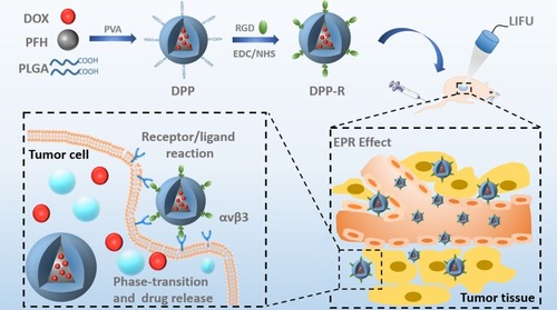 Figure 1 Schematic illustration of the assembly method, synthesizing process and theranostic procedures of the acoustic-responsive DPP-R, including double emulsion and carbodiimide method for synthesizing, active and passive targeting effect induced by receptor/ligand, and EPR effect and LIFU-mediated phase-transition and accurate drug release for theranostics.