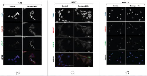 Figure 2. Estrogen induces RAD51C foci assembly. (A) T47D cells were serum-starved or stimulated with estrogen for 24 hr as indicated. Immunofluorescence was performed as described in “Materials and Methods.” Scale bar represents 50 μm. (B) MCF7 cells were treated and processed as described in (A). (C) MDA-MB-231 cells were treated and processed as described in (A).