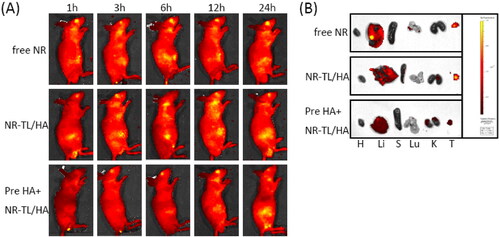 Figure 8. (A) In vivo fluorescence images of the HepG2 tumor-bearing nude mice after intravenous injection with free NR, NR-TL/HA and NR-TL/HA with pre-injection of the free HA (1 mg/kg) for 1 h. (B) Ex vivo fluorescence images of different tissues including heart (H), liver (Li), spleen (S), lung (Lu), kidney (K), and tumor (T) harvested at 24 h post-injection.