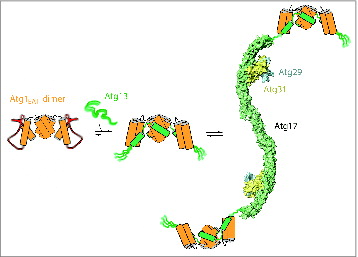 Figure 1. Model for Atg1 complex assembly. Left, the Atg1 EAT domain dimer is partially melted in the absence of Atg13. Middle, the EAT domain become rigidified when Atg13 binds to it. The parts of Atg13 that directly bind to Atg1 also become ordered. The equilibrium strongly favors Atg1-Atg13 complex formation, at least when Atg13 is dephosphorylated. Right, the Atg1-Atg13 subcomplex binds weakly to the tips of the Atg17-Atg31-Atg29 double crescent. A 4:4:2:2:2 complex of Atg1-Atg13-Atg17-Atg31-Atg29 is shown for illustration purposes, but in solution the hydrodynamic data suggest a mixture of 2:2:2:2:2 and 4:4:4:4:4 species.