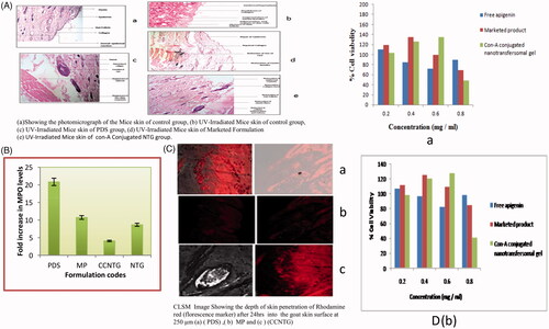 Figure 3. (A) (a) Showing the photomicrograph of the Mice skin of control group, (b) UV-Irradiated Mice skin of control group, (c) UV-Irradiated Mice skin of PDS group, (d) UV-Irradiated Mice skin of marketed formulation (Flonida, Shalak Pharmaceutical India) group, (e) UV- Irradiated Mice skin of Con-A Conjugated NTG group. (B) Showing the effect of all prepared formulations on the level of increase of MPO. (C) CLSM image showing the depth of skin penetration of Rhodamine red (florescence marker) after 24 h into the goat skin surface at 250 µm (a) (PDS), (b) MP, (c) CCNTG. (D) effect of apigenin, unloaded and apigenin-loaded Con-A conjugated nanotransfersomal gel on cellular viability (as % of control) of MTT assay on HaCaT Cells (a) and A375 cells (b).