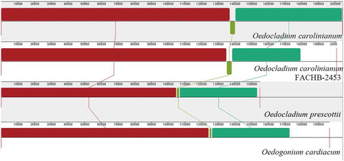 Fig. 15. Synteny comparison of Oedogoniales algae chloroplast genomes using progressive Mauve. The coloured syntenic blocks are local collinear blocks; blocks above the centre line indicate they are on the same strand, and blocks below the centre line indicate they are on the opposite strand