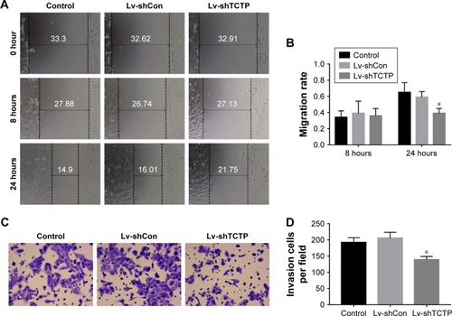 Figure 3 Silencing of TCTP inhibits migration and invasion of A549 cells.Notes: (A and B) Representative results of scratch wound healing assay in control group, Lv-shCon group, and Lv-shTCTP group. The gap distances were measured at 0, 8, and 24 hours post-scratching, and the migration rate was calculated accordingly. (C and D) Matrigel-based transwell assay. The figure shows the representative images from three independent experiments, in which A549 cells were incubated at 37°C for 24 hours. The values are presented as mean ± SD. *P<0.01.