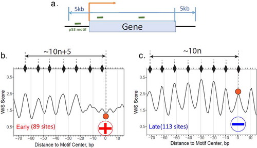 Figure 8. Profiles of the W/S scores for p53 BS associated with early (b) or late (c) genes. The p53 BS between 5 kb upstream of TSS and 5 kb downstream of TTS of early (89 sites) or late (113 sites) genes (a) were used for analysis. W/S scores for the DNA sequences flanking the BS were averaged for each position and the resulting average scores were symmetrized with respect to the BS center (position 0). The notations are the same as in Figure 7. All p53 BS are selected for the analysis (both with spacer S = 0 and S > 0)