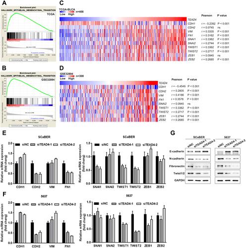 Figure 6 TEAD4 induces UBC cells EMT. (A and B) GSEA results of EMT gene sets for high TEAD4 expression groups in TCGA-BLCA (A) and GSE32894 (B) datasets. (C and D) The Pearson correlation between TEAD4 mRNA expression level and EMT-associated markers and transcription factors mRNA expression level in TCGA-BLCA (C) and GSE32894 (D) datasets was presented with heat map. (E–G) The mRNA and protein expression of EMT-associated markers and transcription factors upon TEAD4 knockdown in SCaBER and 5637 cells were determined by qRT-PCR (E and F) and Western blotting (G), respectively.