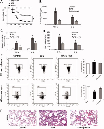 Figure 5. β-HIVS ameliorates LPS-induced mouse sepsis. (A) Survival rates of mice. *p < 0.05 vs. the LPS alone group. (B) The levels of TNF-α and IL-1β in serum. (C) The mRNA expression of TNF-α and IL-1β detected in lung tissues. (D) The levels of TNF-α and IL-1β detected in BALF. (E) The percentage of F4/80+ CD86+ M1 alveolar macrophages and F4/80+ CD206+ M2 alveolar macrophages in BALF was analyzed by flow cytometry. (F) The lung tissue sections with H&E staining. Original magnification, ×200. #p < 0.05 and *p < 0.05 vs. the control and LPS alone groups, respectively.