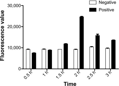 Figure 7 Optimization of the incubation time of bacterial cells, MMS-H8, and QD-H8.Notes: The incubation time was set at 0.5 h, 1 h, 1.5 h, 2 h, 2.5 h, and 3 h for optimization. Highest fluorescence signal was obtained at 2 h as the optimum interaction time.Abbreviations: MMSs, magnetic microspheres; QDs, quantum dots; h, hour.