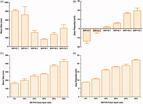 Figure 2. Mean sizes and zeta potentials of Lp-PP/LOR and Lp-PPRP/LOR. (A) Mean sizes of Lp-PP/LOR at varying N/P ratios from 2:1 to 12:1. (B) Zeta potentials of Lp-PP/LOR at varying N/P ratios from 2:1 to 12:1. (C) Mean sizes of Lp-PPRP/LOR at varying R8-PA/total lipid ratios from 5% to 30%. (D) Zeta potentials of Lp-PPRP/LOR at varying R8-PA/total lipid ratios from 5% to 30%. ‘N’ represented the molar weight of nitrogen in PP and ‘P’ represented the molar weight of phosphorus in LOR.