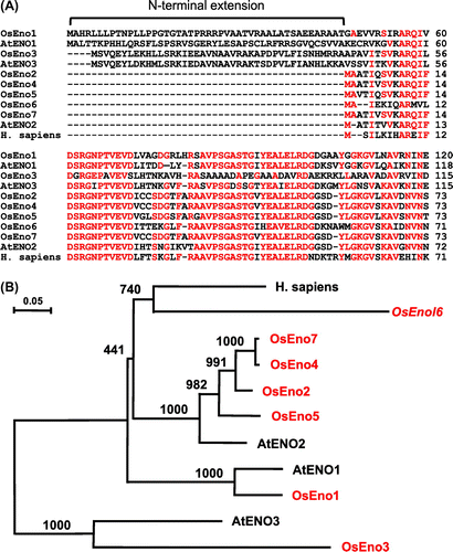 Fig. 1. Comparisons of deduced amino acid sequences of enolase genes from rice, Arabidopsis and human.Notes: (A) Alignment of N-terminal regions. Amino acid residues identical among more than six sequences are indicated in red. (B) Phylogenetic tree created by Neighbor-Joining method. Enolase genes from rice are shown in red. The sequences used were AtENO1 (AT1G74030), AtENO2 (AT2G36530), and AtENO3 (AT2G29560) from Arabidopsis and Homo sapiens (AK315417). Bootstrap values based on 1000 replications are shown at each node.