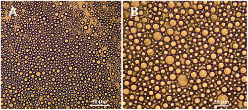 Figure 2 Optimal emulsified state observed by optical microscopy: (A) 10 × 40 and (B) 10 × 100 magnification.