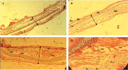 Fig. 3 Histopathology sections of mice ear biopsies showing keratin, epidermal, dermal, muscle, and cartilage layers.Hematoxylin-eosin stained sections were scored as mild (+), modest (++), and severe (+++) for edema and substantial inflammatory polymorphonuclear (PMN) cell infiltration in the dermis inflammation phase. (A) Lemon grass essential oil (LGEO) treatment (5 µl per ear); (B) Positive control (5 mg per ear of diclofenac sodium 1% gel, Voltaren Emulgel (Novartis, France)) treatment: edema (±); inflammatory cell infiltration (+), inflammation phase (±). (C) and (D) croton oil: edema (++); inflammatory cell infiltration (+++), inflammation phase (++). Magnification×100.Ke: keratin; Ep: epidermal layer; De: dermal layer; Mu: muscle; Ca: cartilage layer; Od: edema; Pc: PMN cells infiltration.