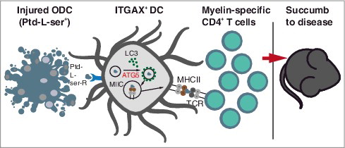 Figure 1. Schematic illustration summarizing how ATG5-dependent phagocytosis may be implicated in the provision of injured oligodendrocyte (ODC)-derived antigenic material to the MHC class II pathway in dendritic cells (DCs) during CNS autoimmunity. ATG5-dependent phagocytosis is initiated by the ingestion of Ptd-L-ser+ ODC fragments upon their binding of Ptd-L-ser receptors (Ptd-L-Ser-R). LC3-I is converted into LC3-II in an ATG5-dependent manner and recruited to the single membrane forming phagosome, which subsequently fuses with MHC class II-containing compartments (MIICs). Myelin-derived antigens are presented to encephalitogenic CD4+ T cells, thus facilitating the development and maintenance of neuroinflammation.