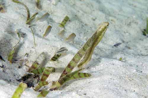 Photo 4.6 A wolf fangbelly (Petroscirtes lupus) mimics a seagrass leaf in its behavior, body shape, and body coloration, and blends in with the seagrass-sand microhabitat. Photo by Jianguo Du in Trat, Thailand.