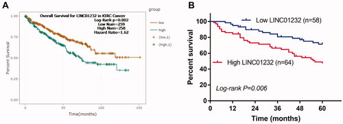 Figure 2. LINC01232 is associated with overall survival of ccRCC patients. (A) According to the analysis by starBase, high LINC01232 was associated with poor overall survival of ccRCC patients (log-rank p = .002). (B) The results of our study cohort revealed that patients with high LINC01232 level had short survival time than the patients with low LINC01232 level (log-rank p = .006). LINC: long intergenic non-protein coding RNA; ccRCC: clear cell renal cell carcinoma.