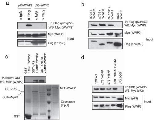 FIG 1 p73 is a WWP2-associated protein. (a) 293T cells were transfected with either Flag-tagged p73 or SFB-tagged p53 together with Myc-tagged WWP2. Immunoprecipitation was performed using anti-IgG or anti-Flag antibody, followed by immunoblotting with anti-Myc antibody. (b) 293T cells were separately transfected with Flag-p73α, Flag-p73β, Flag-ΔNp73α, and SFB-p53 together with Myc-WWP2. Immunoprecipitation was performed using anti-Flag followed by immunoblotting with anti-Myc antibody. (c) Bacterial cell lysate expressing MBP-WWP2 was added to GST, GST-p73, or GST-ΔNp73 immobilized on agarose beads. The in vitro interaction of WWP2 was assessed by immunoblotting with MBP antibody. The expression of GST, GST-p73, GST-ΔNp73, and MBP-WWP2 was shown by Coomassie staining. (d) The indicated mutants of p73 were coexpressed along with WWP2, and their interaction was determined by immunoblotting with Myc antibody after immunoprecipitation using streptavidin beads (SBP). α, anti; IP, immunoprecipitation; WB, Western blotting.