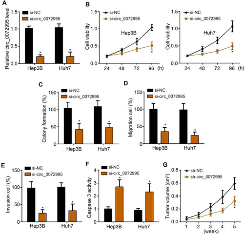 Figure 2 Circ_0072995 downregulation inhibited HCC progression. (A) Circ_0072995 level was decreased by siRNA transfection. (B and C) CCK8 assay and colony formation assay were performed to analyze proliferation. (D and E) Transwell assay was performed to analyze migration and invasion. (F) Apoptosis was analyzed by detecting Caspase3 activity. (G) Tumor volumes were measured every week. *P<0.05.