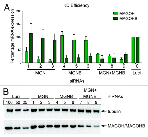 Figure 4. Specific knockdown of MAGOHB and MAGOH. (A) HeLa cells were transfected with siRNAs targeting MAGOH (siRNAs 1, 2, and 3), MAGOHB (siRNAs 4, 5, and 6) or both MAGOH and MAGOHB (siRNA combinations 7, 8, and 9, see Materials and Methods). Expression levels of MAGOH or MAGOHB mRNAs were determined by quantitative RT-PCR and normalized to TATA binding protein (TBP). Reduction of mRNA levels of MAGOH and MAGOHB compared with Luc-siRNA transfected cells (100%) is depicted; data represent the mean percentage (± standard deviation) from three independent experimets. (B) Western blot of HeLa cells that were transfected with the indicated siRNA or siRNA combinations. The knockdown efficiency was assessed with MAGOH-specific antibodies.