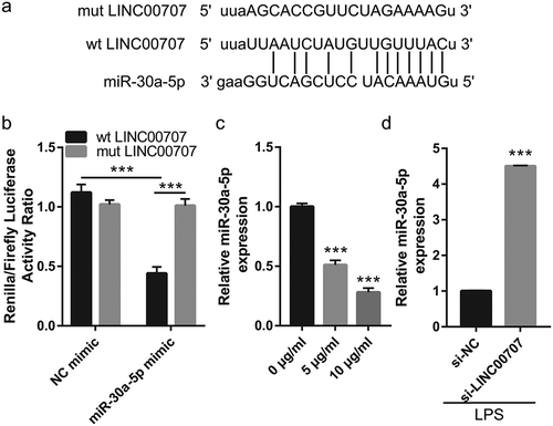 Figure 3. LINC00707 directly targeted miR-30a-5p in LPS-treated PC-12 cells. (a) Potential binding sites between LINC00707 and miR-30a-5p. (b) Luciferase activity ratio (Renilla/firefly) was measured in a luciferase reporter assay. (c) miR-30a-5p expression was measured by qRT-PCR in 0, 5, and 10 μg/mL LPS-treated PC-12 cells. (d) miR-30a-5p expression was measured by qRT-PCR after transfection with si-NC and si-LINC00707 in LPS (5 μg/mL)-treated PC-12 cells. ***P < 0.001.