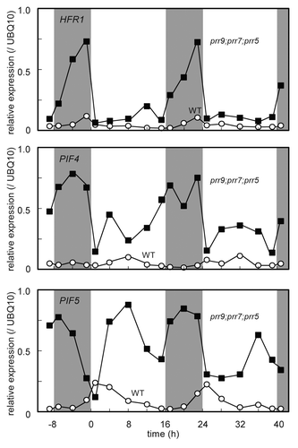 Figure 4. Diurnal expression profiles of HFR1, PIF4 and PIF5 in the leaves of Figures 3 and 4under LD. Plants were grown under LD (40 μmol m-2 s-1 PPFD) for 20 d.a.g, and then RNA samples were prepared at specific time points.