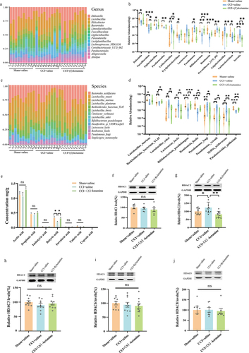 Figure 4. Alterations in the gut microbiota at different levels, including changes in SCFAs in fecal samples and hippocampal HDACs. a, b: genus. The relative abundance distribution and significantly changed bacteria among the sham + saline, CCI + saline, and CCI + (S)-ketamine groups are shown in table S2. c, d: species. The relative abundance distribution and significantly changed bacteria among the three groups, the statistical results are shown in table S3. e: SCFA levels in fecal samples from sham + saline, CCI + saline, and CCI + (S)-ketamine groups (acetic acid: F(2, 27) = 1.117, p = 0.3420; propionic acid: F(2, 27) = 0.9668, p = 0.031; isobutyric acid: F(2, 27) = 2.455, p = 0.1048; butyric acid: H = 7.235, p = 0.027), isovaleric acid: H = 1.86, p = 0.394; valeric acid: H = 2.419, p = 0.298; caproic acid: H = 6.921, p = 0.031). f: the levels of HDAC1 in the hippocampus (one-way ANOVA: F (2, 15) = 0.4738, p = 0.6316). N = 6/group. g: the levels of HDAC2 in the hippocampus. (one-way ANOVA: F (2, 27) = 7.297, p = 0.003), N = 10/group. h: the levels of HDAC3 in the hippocampus. (one-way ANOVA: F (2, 27) = 0.9130, p = 0.4134), N = 10/group. i: the levels of HDAC6 in the hippocampus. (one-way ANOVA: F (2, 27) = 0.4249, p = 0.6581), N = 10/group. j: levels of HDAC8 in the hippocampus, N = 7/group. (Kruskal-Wallis test, H = 0.7644, p = 0.7016). *p < 0.05; **p < 0.01; ***p < 0.001. HDAC, histone deacetylase.