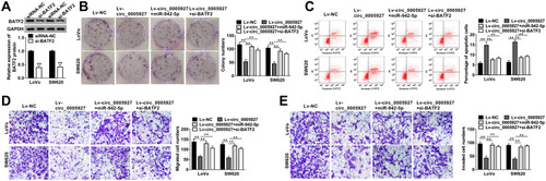 Figure 6 Circ_0005927 overexpression repressed CRC cell processes by regulating miR-942-5p and BATF2. (A) Western blot was used to determine the knockdown efficiency of si-BATF2 in LoVo and SW620 cells. (B) The effects between circ_0005927 and miR-942-5p mimic or BATF2 silencing on cell colony-forming ability were revealed by cell colony formation assay in LoVo and SW620 cells. (C) Flow cytometry analysis was performed to investigate the impacts between circ_0005927 overexpression and miR-942-5p mimic or BATF2 depletion on cell apoptosis in LoVo and SW620 cells. (D and E) Transwell assay was employed to display the influences between circ_0005927 and miR-942-5p mimic or BATF2 absence on the migration and invasion of LoVo and SW620 cells. **P<0.01.