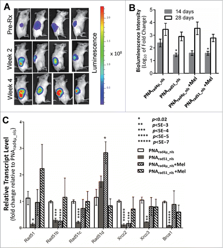 Figure 5. PNA targeting RAD51 in vivo inhibits MM tumor growth, sensitizes MM cells to melphalan, and inhibits expression of RAD51, its paralogs and BRCA1. The effects of RAD51 antigene PNA ± melphalan on MM tumor growth in vivo. (A, B) Luciferase-expressing H929 myeloma cells were engrafted into rabbit bone implanted in SCID mice, and bioluminescence intensity (RLU) of luciferase expression was determined after 2 and 4 weeks. (A) Representative live-animal bioluminescence images before the start of treatment (week 0), and after 2 or 4 weeks of treatment. (B) Changes in tumor bioluminescence (log10 of fold change) after 2 or 4 weeks of treatment. (C) RT-qPCR analysis of transcripts of RAD51, its paralogs and BRCA1, in cells recovered from myeloma-seeded bone implants, was performed as described in “Materials and Methods.” GAPDH transcripts were used as an internal control to which other mRNA levels were normalized and expressed as a ratio to control (PNArad4μ_nls) samples. Data represent the mean ± SEM of at least 5 samples (from 5 mice) per treatment group. Nominal significance levels, indicated in the figure, have not been corrected for multiple comparisons. Based on a conservative Bonferroni correction, P < 0.05/7 = 0.007 (true for **, ***, **** and *****) would ensure a total false-positive rate α < 0.05.