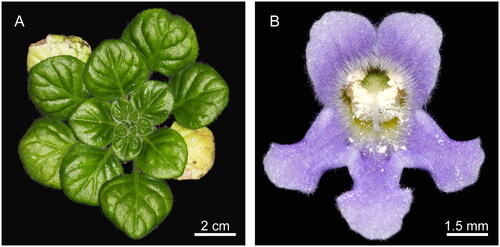 Figure 1. Photographs of Petrocosmea qinlingensis Wen-tsai Wang (These photos were taken by Li Chaoqun in the glasshouse of Qilu Normal University, Jinan, Shandong, China.). It is a perennial herb with a green rosette and gorgeous light purple flowers. Its corolla is lavender, the inner surface of the upper lip is slightly densely covered with white pubescence, and the lower lip length is nearly equal to the upper lip. (A) top view of the vegetative organ, and (B) front view of the flower of P. qinlingensis.