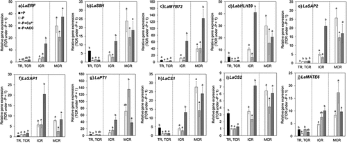 Figure 3. Relative gene expression for a)LaERF, b)LaS8H, c)LaMYB72, d)LabHLH39, e)LaSAP2, f)LaSAP1, g)LaPT1, h)LaCS1, i)LaCS2, and j)LaMATE6 in roots.