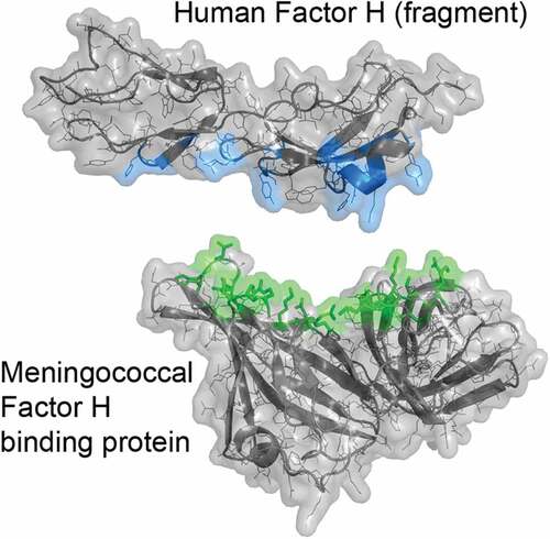 Figure 1. Crystal structure of the complex between meningococcal FHbp and an FH fragment comprising domains 6 and 7. The two molecules were separated along the Y-axis to show the respective binding surfaces (color). Mutations to decrease FH binding to FHbp target the top, green surface of FHbp. Coordinates are from PDB ID 2w80.Citation38 Figure was constructed with PyMol (The PyMOL Molecular Graphics System, Version 2.3 Schrödinger, LLC)