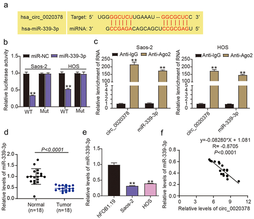 Figure 3. Circ_0020378 targets miR-339-3p.