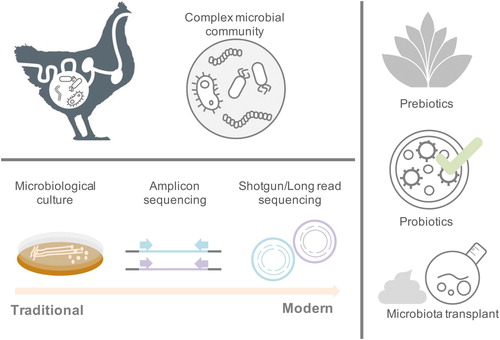 Figure 1. Progression of poultry microbiome research and its benefit to commercial industry. Commonly utilised laboratory techniques for studying the chicken gut microbiome and in the development of modulatory interventions.