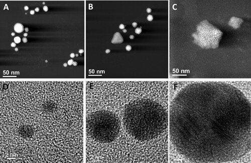 Figure 5. Electron microscopy analysis of fungal synthesized AuNPs. Annular dark field ADF-STEM images (upper panel, A–C) and HRTEM images (lower panel, D–F). Purified water-suspensions of AuNPs formed by the Au1-8 strain of Epicoccum nigrum (A and B) and the fungal free-cell PDB-filtrate without the addition of metal used as control (C) were deposited over copper grids. Brighter dots with different sizes of metal AuNPs are displayed in the ADF-STEM images (A and B) and atomic resolution images of single nanoparticles are shown in the lower panel (D–F).