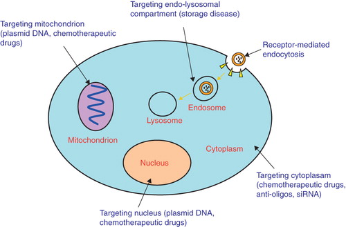 Figure 3. Schematic illustration of the basic intracellular targets including endo-lysosomal compartment, mitochondrion, cytoplasm, nucleus for drug, gene and oligo deliveries.