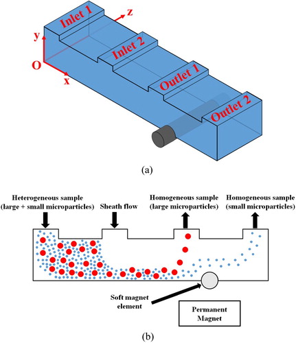 Figure 1. Schematic of microfluidic device (a) perspective view and (b) movement of microparticles in vertical plane.