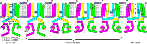 Figure 7. Model of allosteric gating of CNGA3/CNGB3 by cGMP. The schematic is based on the closed, intermediate, pre-open and open state structures obtained in POPG/POPC nanodiscs and depicts stepwise conformational rearrangements in several key regions during channel opening. The conformational changes triggered by cGMP binding to the β-roll and C-helix of the CNBD propagate to the pore-forming S6 through helices E’F’ of the C-linker and helices A’B’C’D’ of the gating ring, ultimately resulting in the opening of the cavity gate and arginine gate. The sequential movement of different regions is highlighted in red. Blue lines indicate interactions between S4-S5 and helices A’B.’ This figure is adopted from Hu et al. [Citation37].