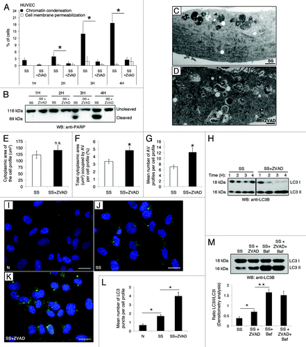 Figure 2. Caspase inhibition does not prevent development of autophagy in serum-starved EC. (A) Percentages of cells with increased chromatin condensation (apoptosis) and cell membrane permeabilization (necrosis), as evaluated by HO and PI staining, in EC exposed to SS in presence of the pan-caspase inhibitor ZVAD-FMK (SS+ZVAD) 50 µM or SS + vehicle DMSO (SS) for 1–4 h. *p ≤ 0.002 vs. Z, n = 6. (B) Immunoblot for uncleaved and cleaved PARP in EC treated as described above. Representative of 4 experiments. (C and D) Electron micrographs of EC serum starved for 4 h with vehicle DMSO [SS, (C)] or with ZVAD-FMK 50 µM [SS+ZVAD, (D)]. Scale bar: 1 µm. (E) Mean cytoplasmic area of the cell profiles. (F) Percentage of total cytoplasmic area (µm2) occupied by AV per cell profile in EC treated as in (A–D). *p = 0.01 vs. SS; n = 30 cell profiles. (G) Mean number of AV profiles per cell profile in EC serum starved for 4 h in presence of the pan-caspase inhibitor ZVAD-FMK 50 µM (SS+ZVAD) or vehicle DMSO (SS). *p ≤ 0.0005 and **p ≤ 0.005 vs. SS; n = 30 cell profiles. (H) Time course of LC3 turnover by immunoblot in EC treated as in A (the immunoblot corresponds to two parts of the same gel). Representative of three experiments. (I–K) Native LC3 immunostaining evaluated by confocal microscopy in EC exposed either to (I) normal medium (N) or serum-starved and treated with (J) vehicle DMSO (SS) or (K) ZVAD-FMK 50 µM (SS+ZVAD). (L) Mean number of LC3 puncta per cell profile evaluated by confocal microscopy immunostaining in EC treated as above. LC3 puncta were counted in approximatly 50 cells/representative section of the sample in three different trials; p ≤ 0.0001. (M) Upper panel: LC3-I and -II immunoblot in EC exposed to vehicule (SS), SS+ZVAD (50 µM), SS + bafilomycin A1 (5 nM) or SS + ZVAD + bafilomycin A1 for 4 h. Lower panel: Densitometry analysis of the LC3-II/LC3-I ratio. *p ≤ 0.02 vs. SS, **p ≤ 0.0002 vs SS+ZVAD. Representative of four experiments.