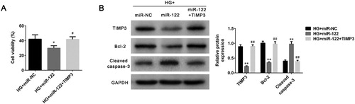 Figure 4. miR-122 promoted cell apoptosis of high glucose-induced ARPE-19 cells by regulating TIMP3 (A) The cell viability of ARPE-19 cells treated with high glucose and transfected with miR-122 mimic or TIMP3 overexpression plasmid was measured by MTT assay (B) The levels of TIMP3, Bcl-2, and cleaved caspase-3 in ARPE-19 cells treated with high glucose and transfected with the miR-122 mimic, or TIMP3 overexpression plasmid were determined using western blot. *: p < 0.05. **: p < 0.01. #: p < 0.05. ##: p < 0.01.